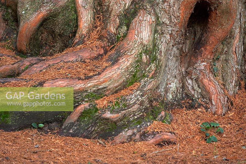 Metasequoia glyptostroboides in November.