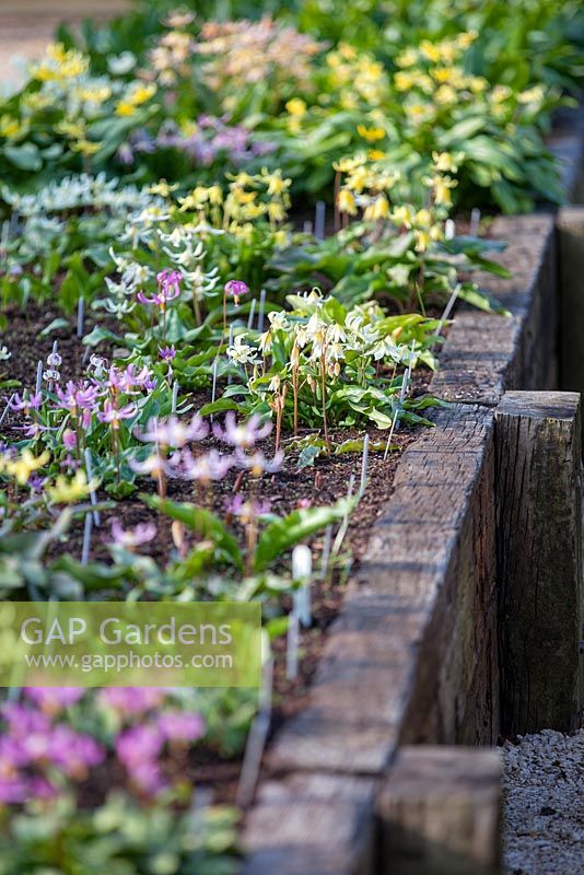 National collection of Erythroniums in raised bed at R V Roger Ltd. near Pickering, Yorkshire.