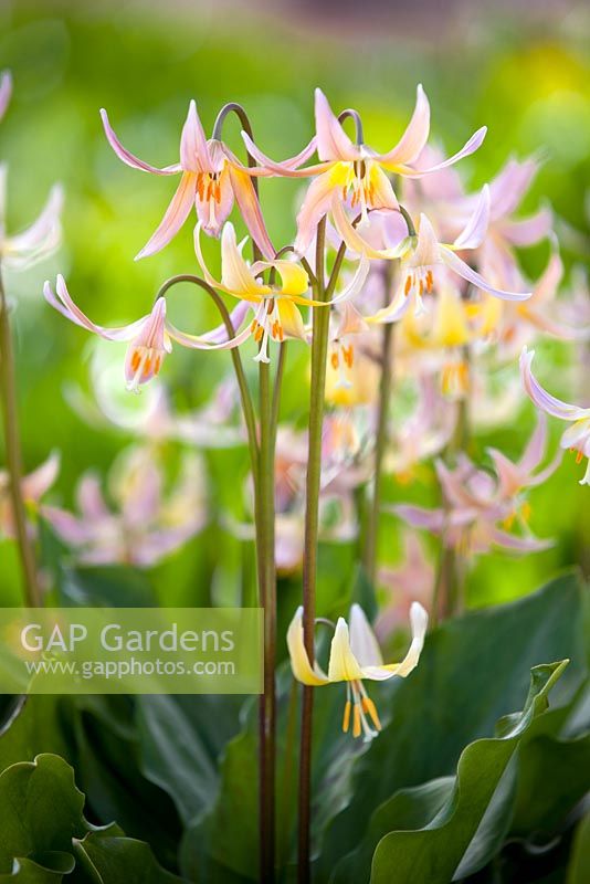 Erythronium 'Joanna', Adder's Tongue. Perennial, May. Plant portrait of a group of pink and yellow flowers.