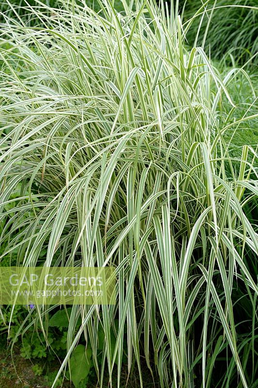 Phalaris arundinacea 'Picta' - Ribbon Grass