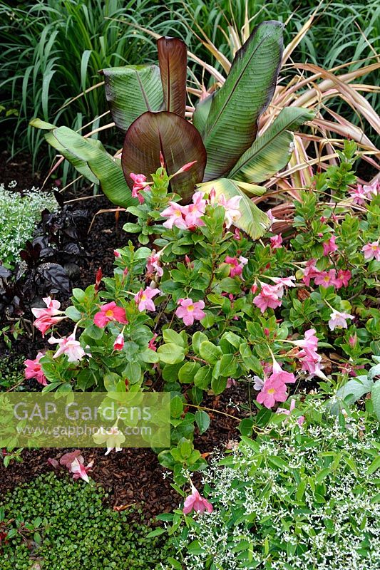 Mandevilla sanderi with Musa basjoo and Euphorbia hypericifolia 'Diamond Frost' in an exotic flowerbed