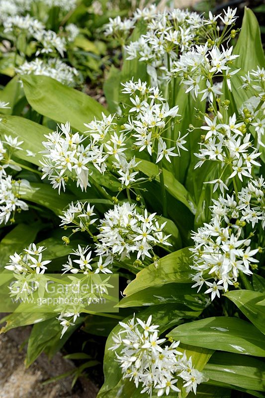 Allium ursinum - Wild Garlic
