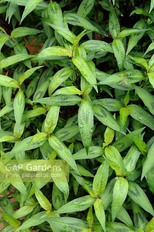 Polygonum odoratum syn. Persicaria odorata - Rau Ram or Vietnamese Coriander