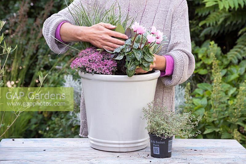 Planting Cyclamen in container