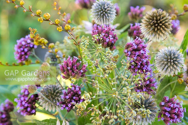 Autumnal bouquet detail of Verbena bonariensis, Echinops ritro and seed heads of Dill and Crocosmia