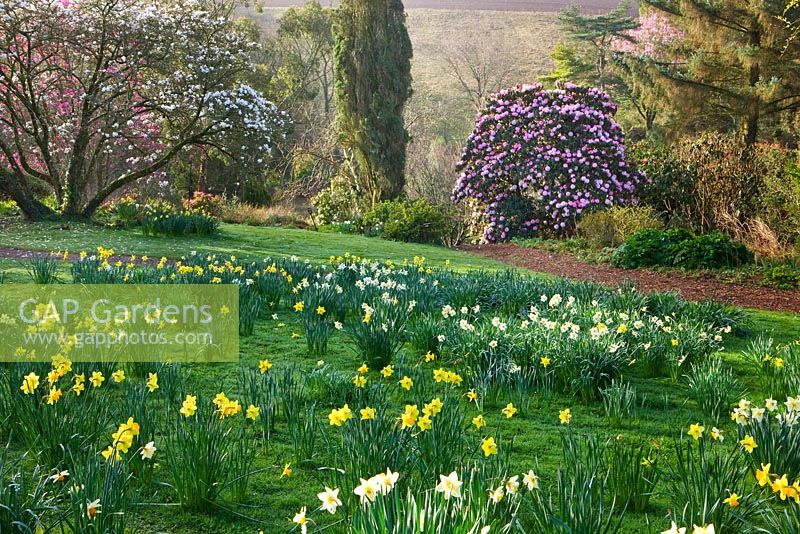 Daffodils and rhododendron arboreum. Marwood Hill, Devon