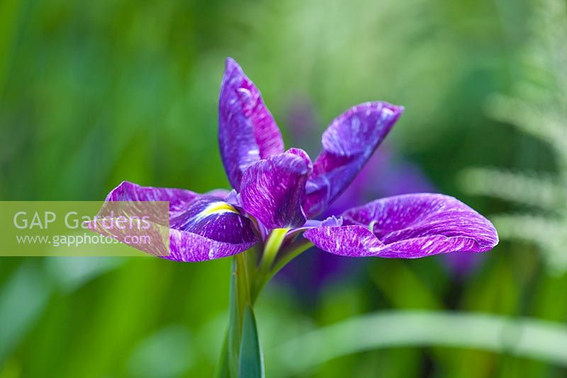 Iris ensata double form 'Iapetus', innerst, usa 1987, w.a.payne medal 1997. A deep veined flower. Marwood Hill, Devon: National collection of ensata iris 

