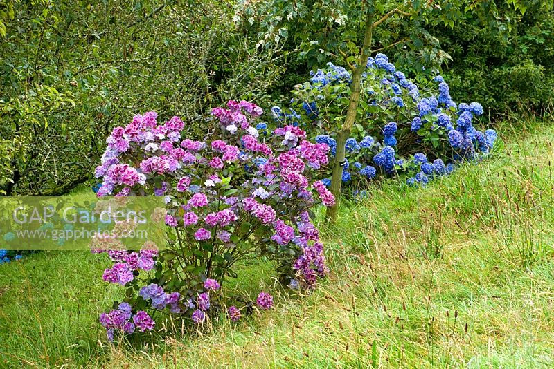 Hydrangea serrata preziosa. Marwood Hill, Devon