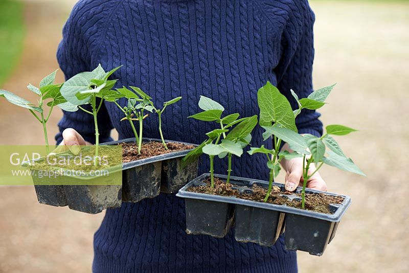 Once French Bean seedlings are large enough, move outside to harden off.