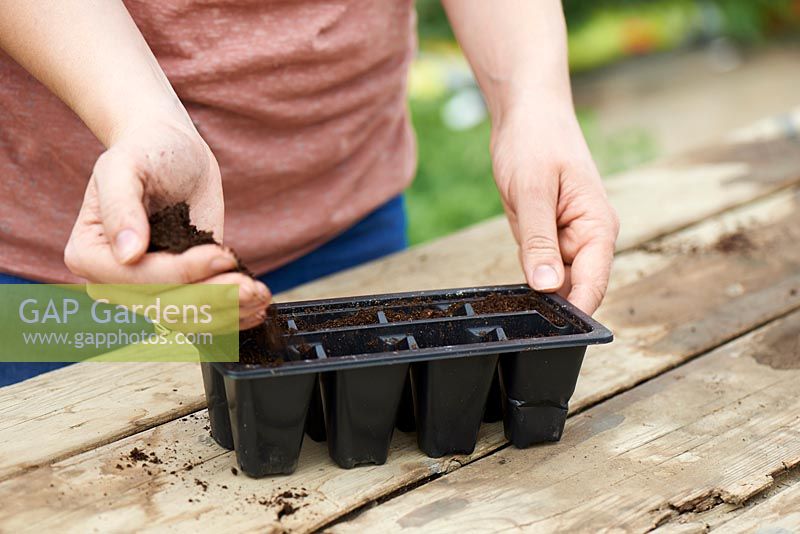 Fill modular trays with seed compost