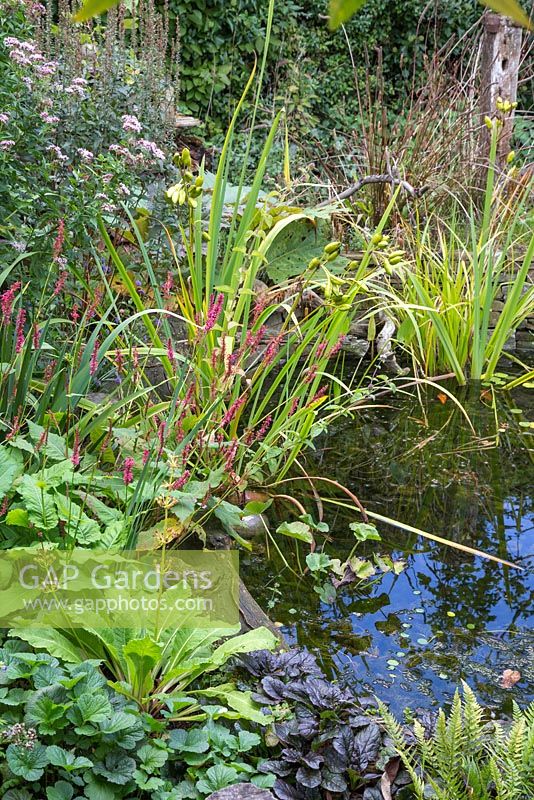 Wildlife Pond during September with plants and flowers in full bloom