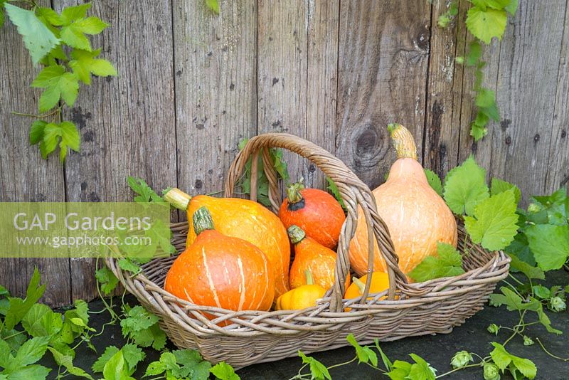 Autumnal display of Gourds and Pumpkins in wicker basket accompanied with Humulus lupulus 'Golden Tassels'