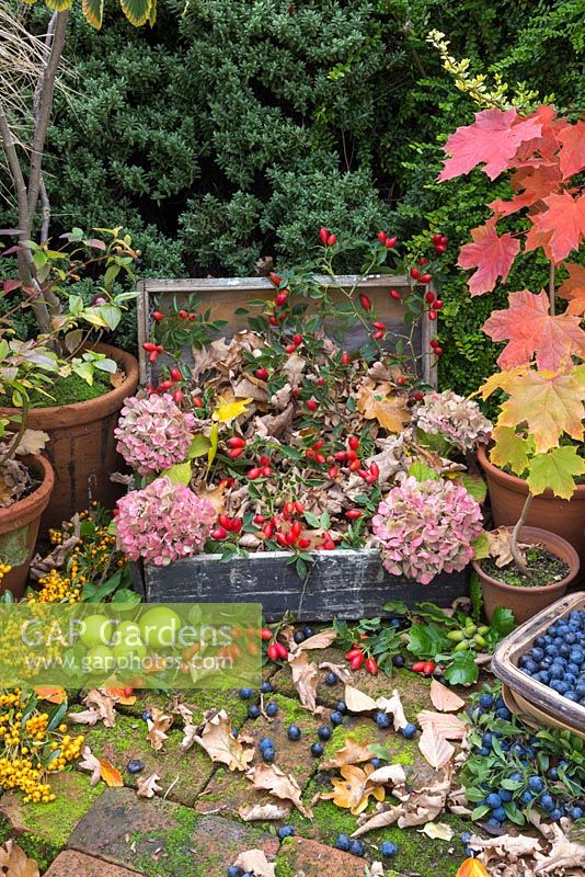 Autumnal display of Rosehips, Hydrangea flower heads, wild Crab Apples, Pyracantha, miniature Acer trees and Sloe berries