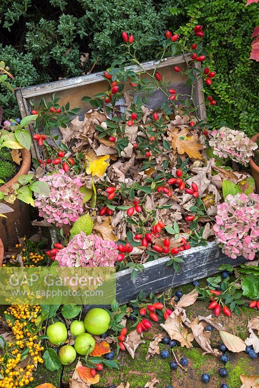 Autumnal display of Rosehips, Hydrangea flower heads, wild Crab Apples, Pyracantha and Sloe berries