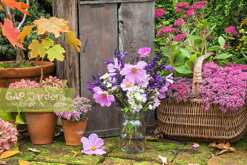 Floral display of Salvia x jamensis 'Nachtvlinder' and Cosmos in glass jar, accompanied with miniature Acer trees, Hydrangea flower heads and Sedum