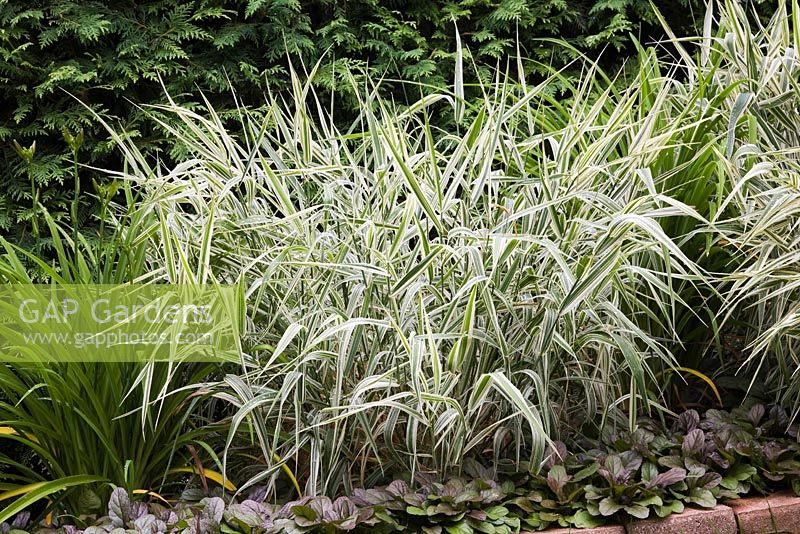 Phalaris arundinacea 'Picta' - Ornamental Ribbon Grass in paving stone edged border with Thuja occidentalis - Cedar tree hedge