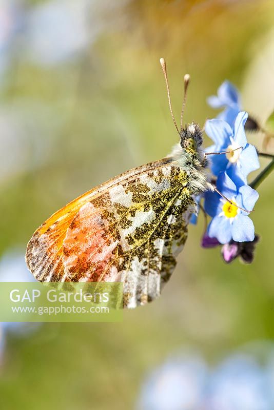 Anthocharis cardamines - Male Orange Tip Butterfly 