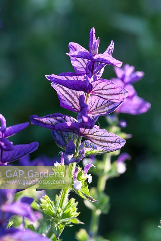 Salvia viridis  'Oxford Blue' - Annual Clary Sage 