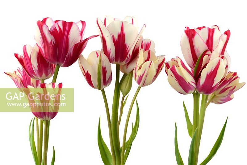 Tulipa 'Flaming Club', Single Late Group  Multi-headed variety 