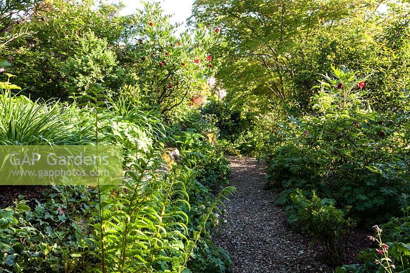 Gravel path leading through spring woodland planting with stone wall featuring a mature Paeonia delavayi - May, Scalabrin Laube Garten, Switzerland