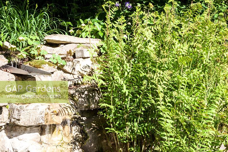 Water feature with Osmunda regalis - May, Scalabrin Laube Garten, Switzerland
