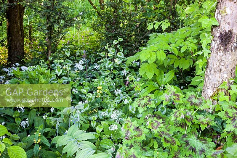 Spring woodland ground cover planting with Geranium phaeum, Lamium and Allium ursinum - May, Scalabrin Laube Garten, Switzerland