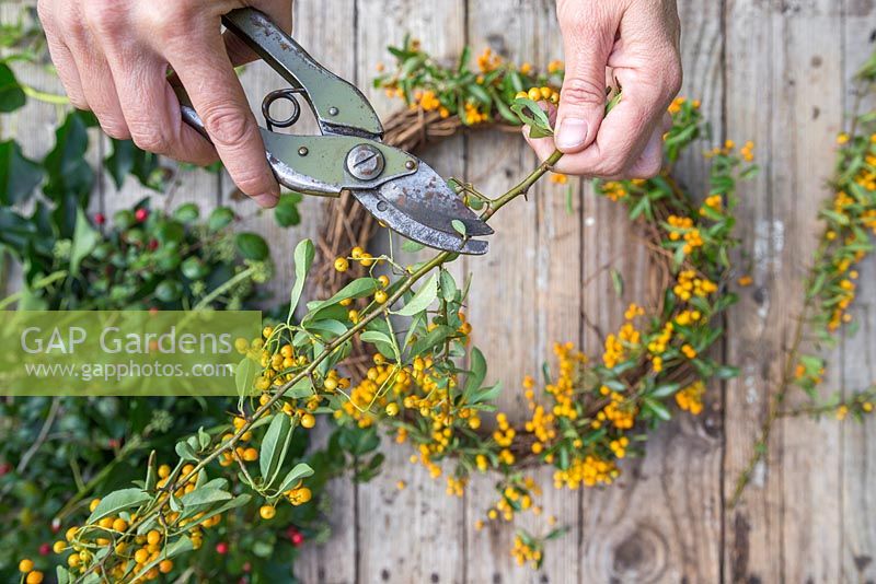 Using secateurs to remove sharp thorns from pyracantha stems 