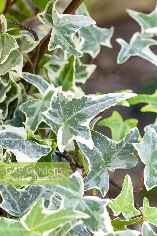 Hedera - variegated ivy
