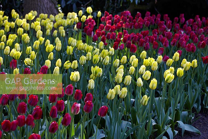 Tulipa 'Red Springgreen', 'Yellow Springgreen'