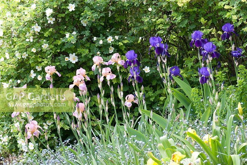 Iris 'Reminiscence' with Iris 'Peach Frost' mixed planting with Brunnera and Rosa headlyensis