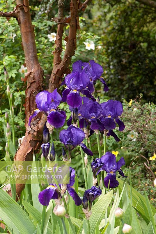 Iris Reminiscence underplanting Acer griseum