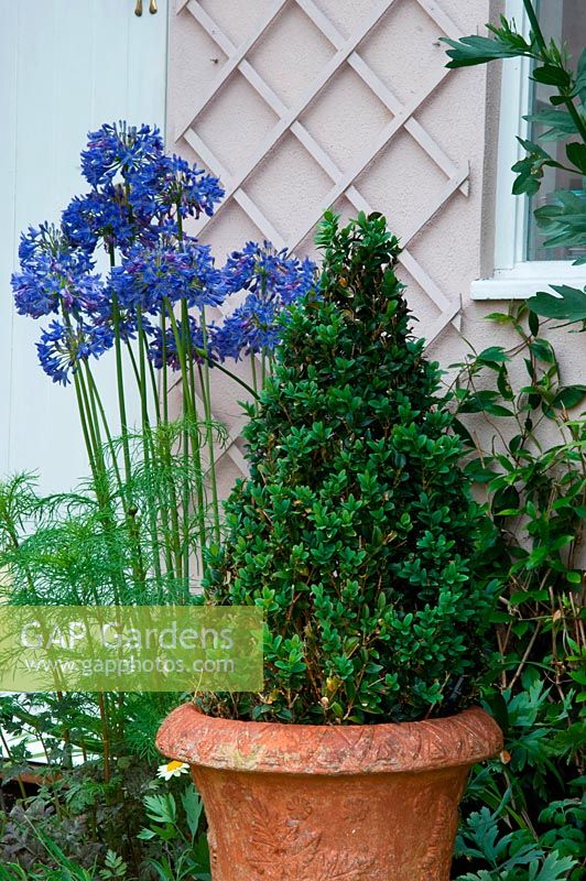 Simple box cone topiary in terracotta pot with blue Agapanthus.