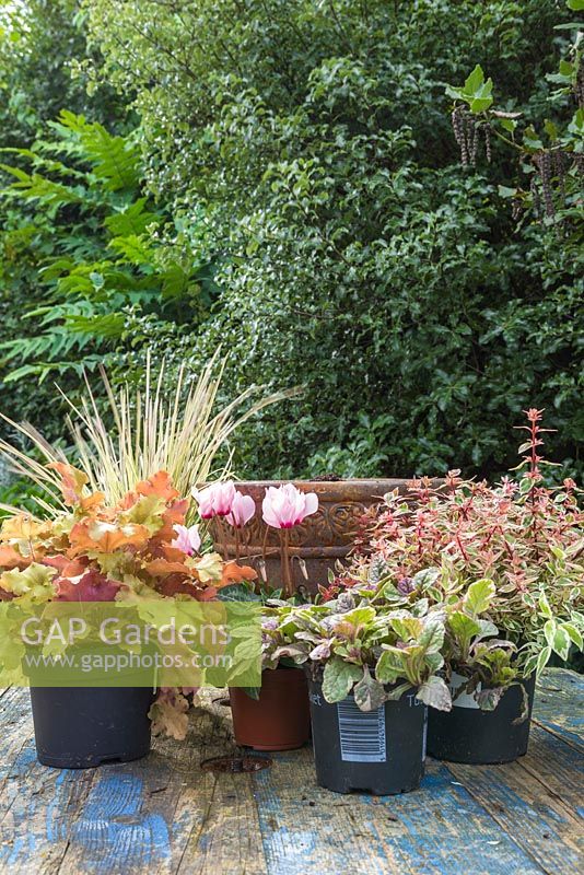 Golden autumnal pot with Heuchera 'Marmalade', Carex trifida 'Rekohu Sunrise', Ajuga reptans 'Burgundy Glow', Abelia x grandiflora and Cyclamen