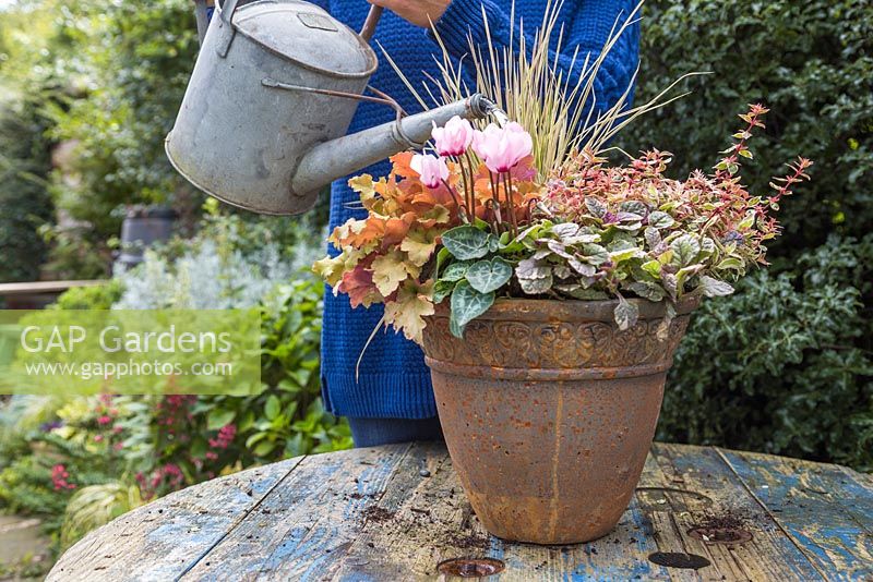 Watering autumnal pot planted with Heuchera 'Marmalade', Carex trifida 'Rekohu Sunrise', Ajuga reptans 'Burgundy Glow', Abelia x grandiflora and Cyclamen