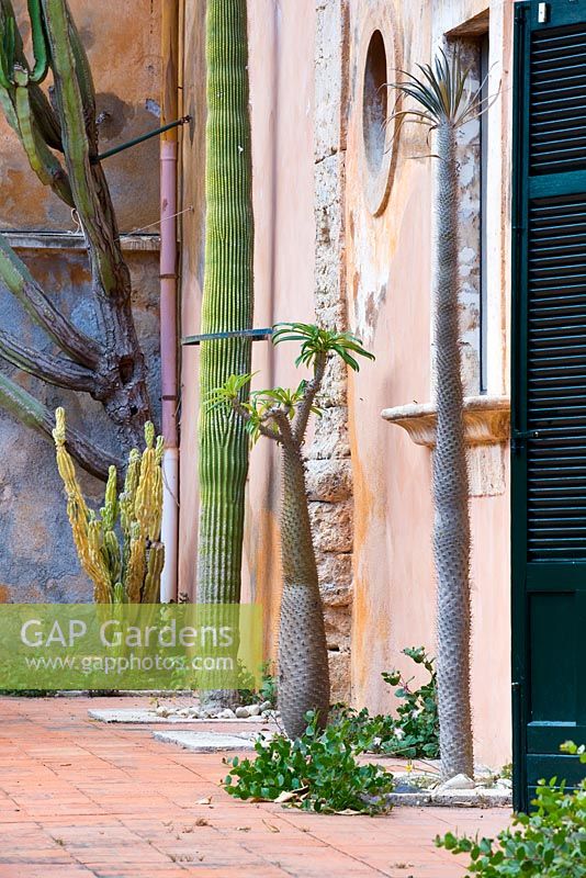 Cactus Cephalocereus Polylophus, Euphorbia Canariensis and pachipodium Giganteum 