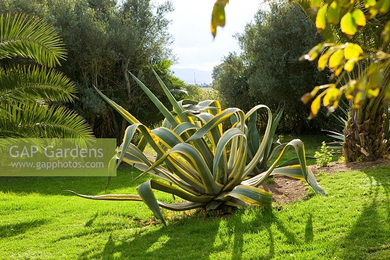 Lawn with Furcrea. La Case Biviere, Near Lentini, Sicily
