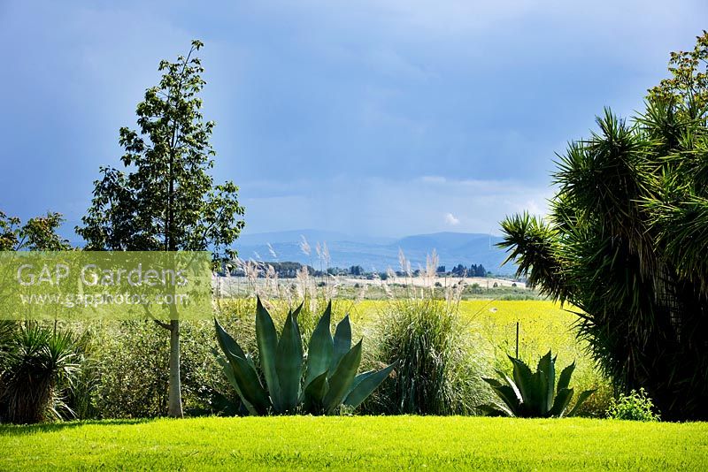 Agave ferox and pampas grass in foreground with a line of pinus pinea in distance. La Case Biviere, Near Lentini, Sicily