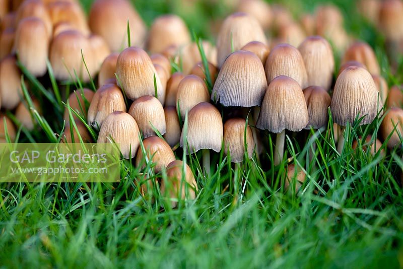 Coprinellus micaceus - Glistening Inkcap - Novemeber, Hampshire