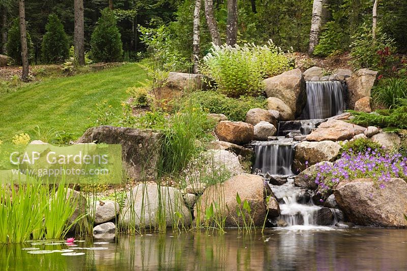 Manmade cascading waterfall and pond with pink Nymphaea 'Mayla' - Water Lily flower, Typha latifolia - Common Cattails, Typha minima - Dwarf Cattails, Pontederia cordata  - Pickerel weed bordered by purple Geranium 'Rozanne' and white Lysimachia clethroides - Gooseneck Loosestrife flowers in backyard garden in summer