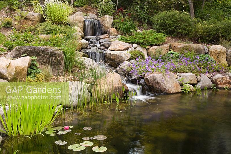 Man-made cascading waterfall and pond with Typha latifolia - Common Cattails, Typha minima - Dwarf Cattails, pink Nymphaea 'Mayla' - Water Lily flower, Pontederia cordata - Pickerel Weed bordered by purple Geranium 'Rozanne' and white Lysimachia clethroides - Gooseneck Loosestrife flowers in backyard garden in summer
