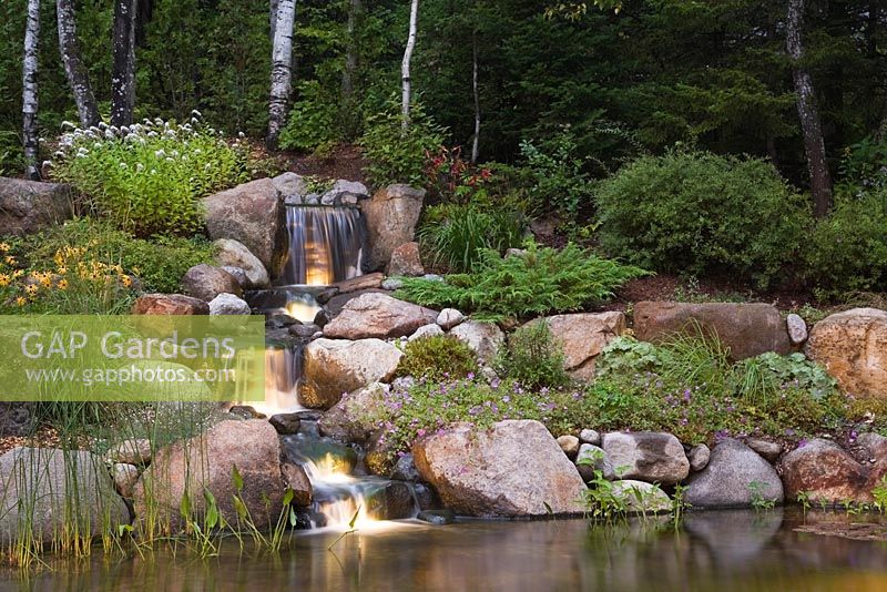 Illuminated manmade cascading waterfall and pond with Typha minima - Dwarf Cattails, Pontederia cordata - Pickerel weed bordered by purple Geranium 'Rozanne' and white Lysimachia clethroides - Gooseneck Loosestrife flowers in backyard garden in summer at dusk