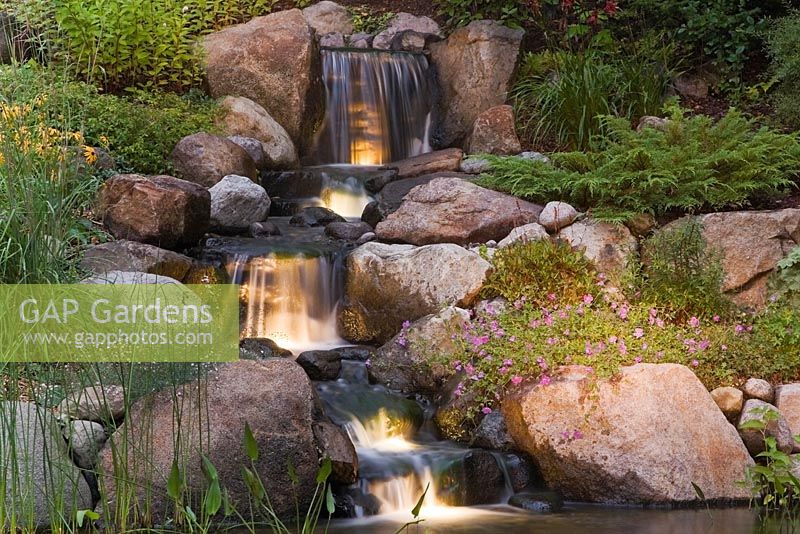 Illuminated manmade cascading waterfall and pond with Typha minima - Dwarf Cattails, Pontederia cordata - Pickerel Weed bordered by purple Geranium 'Rozanne'  flowers in backyard garden in summer at dusk