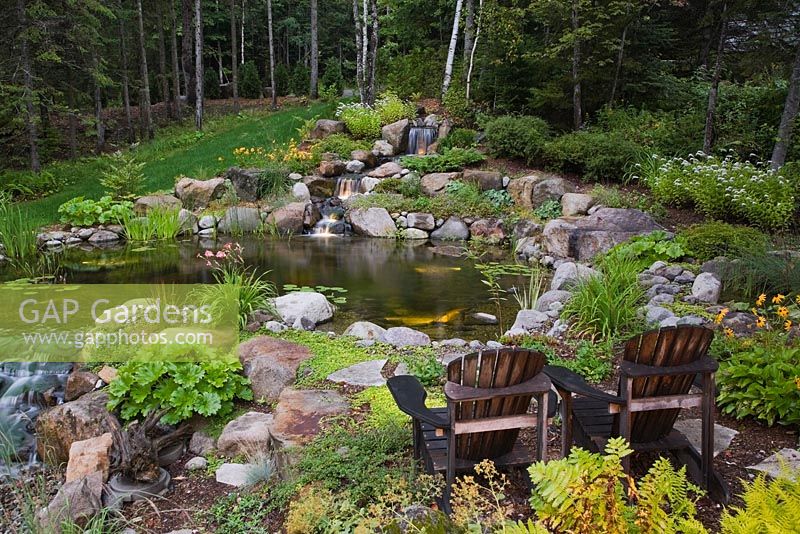 Wooden adirondack chairs next to illiuminated manmade cascading waterfall and pond with pink Nymphaea 'Mayla' - Water Lily flowers, Typha latifolia - Common Cattails, Typha minima - Dwarf Cattails, Pontederia cordata - Pickerel Weed bordered by purple Geranium 'Rozanne' and white Lysimachia clethroides - Gooseneck Loosestrife flowers in backyard garden in summer at dusk