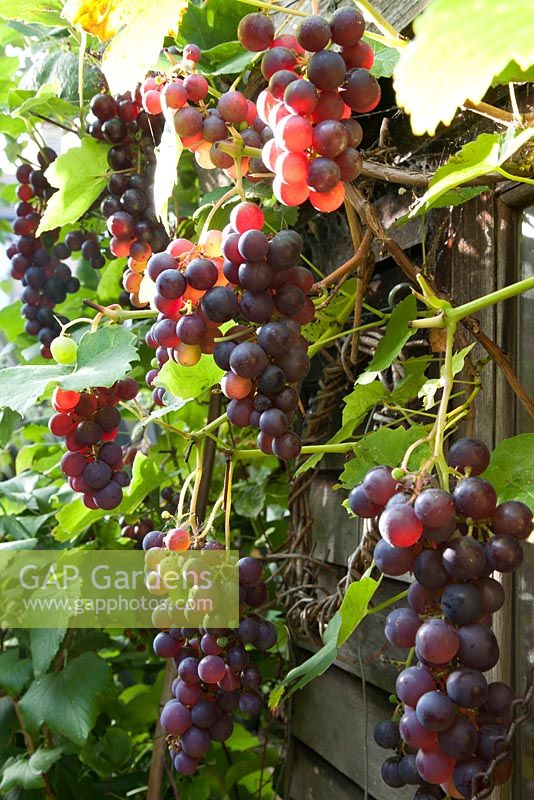 Vitis vinifera 'Boskoop Glory' -  good variety for growing outside in the UK. Fruit vine, September