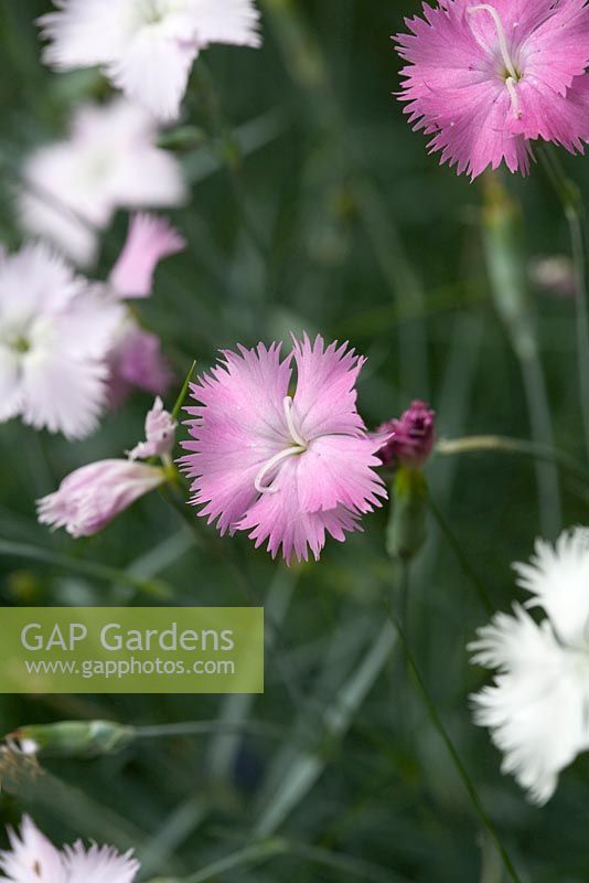 Dianthus 'cheddar pink' growing in garden border