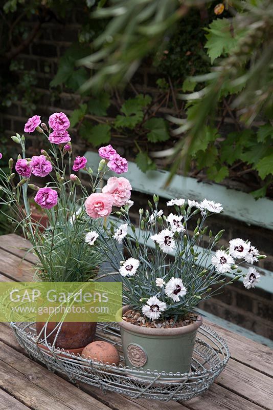 Dianthus 'Stargazer' - Single fringed white blooms with a deep maroon eye, Dianthus 'Doris' and Dianthus 'Moulin Rouge' growing in pots displayed in wire basket on table 
