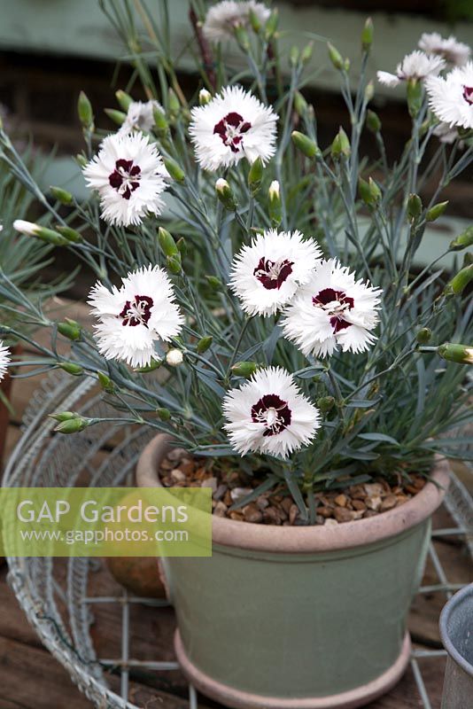 Dianthus 'Stargazer' - Single fringed white blooms with a deep maroon eye scented hardy evergreen perennial growing in Kew gardens RHS glazed pot gravel as mulch around base of plant wire basket on table June