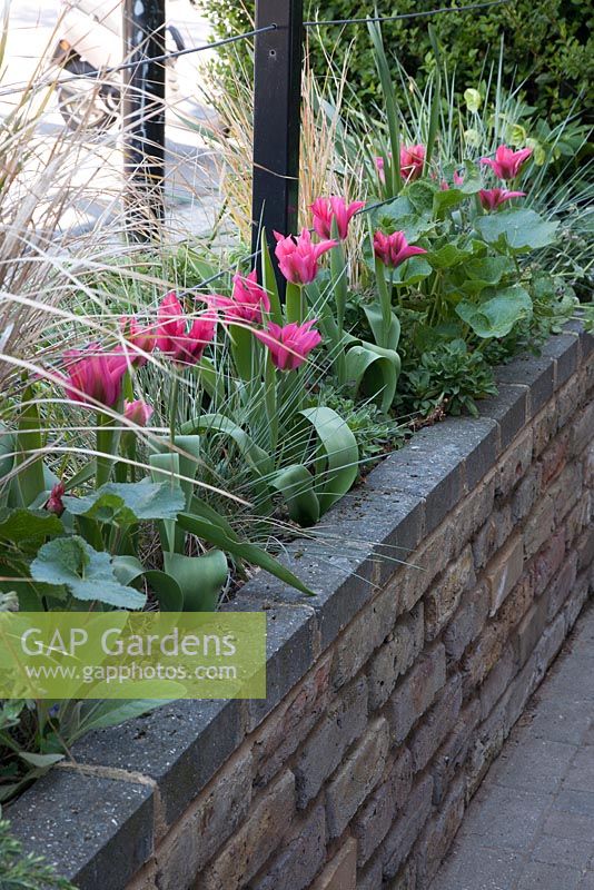 Tulipa viridiflora 'Dolls Minuet' growing in a raised bed in the front garden with Stipa arundinacea and Helictotrichon sempervirens 