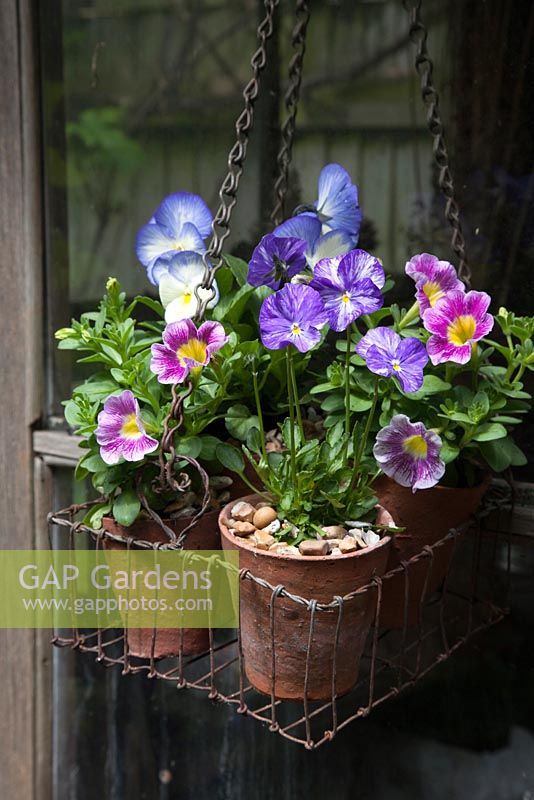 Viola 'Columbine' - purple mauve and white stripes blooms. Viola 'Blue Moon' blue and white blooms with yellow eye and Petunia Blue and Pink Vein in small terracotta pots 