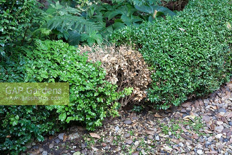 Digging out removing Buxus sempervirens - box hedging. Diseased, dried out plant. November. 